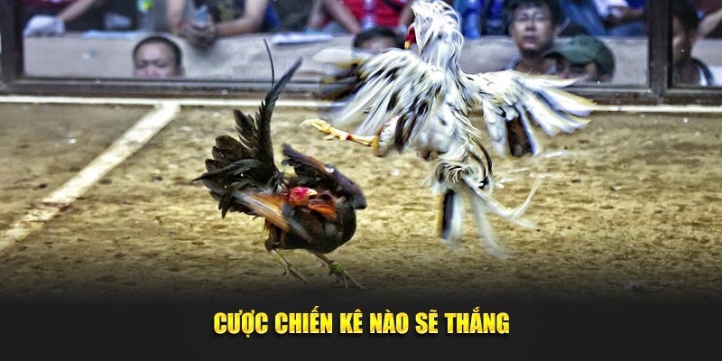 Cược chiến kê nào sẽ thắng