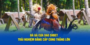 Đá Gà Cựa Dao SHBET - Trải Nghiệm Đẳng Cấp Cùng Thắng Lớn