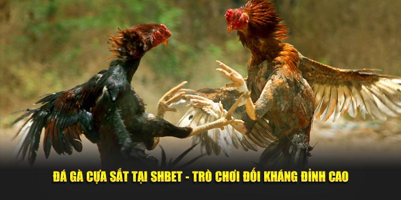 Đá Gà Cựa Sắt Tại SHBET - Trò Chơi Đối Kháng Đỉnh Cao