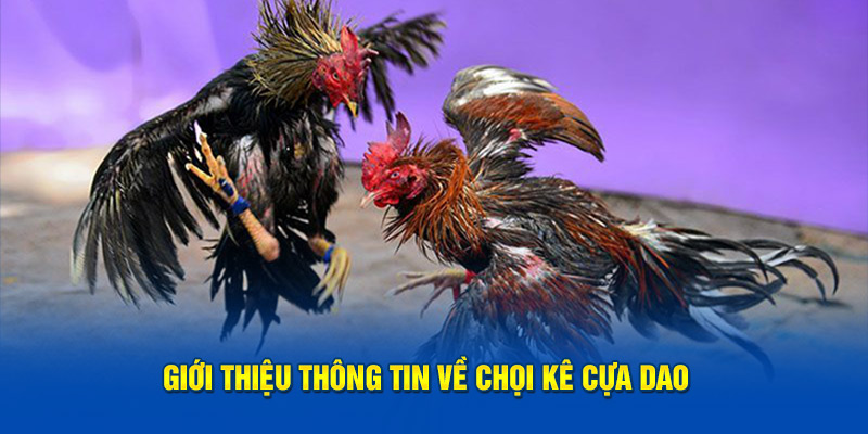 Giới thiệu thông tin về chọi kê cựa dao