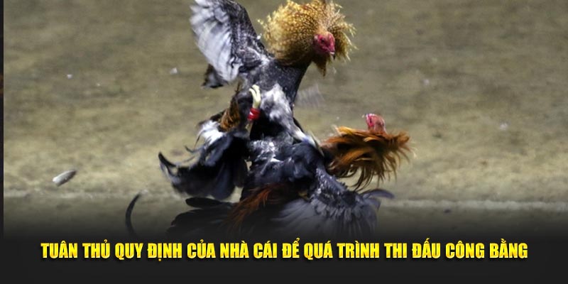 Tuân thủ quy định của nhà cái để quá trình thi đấu công bằng